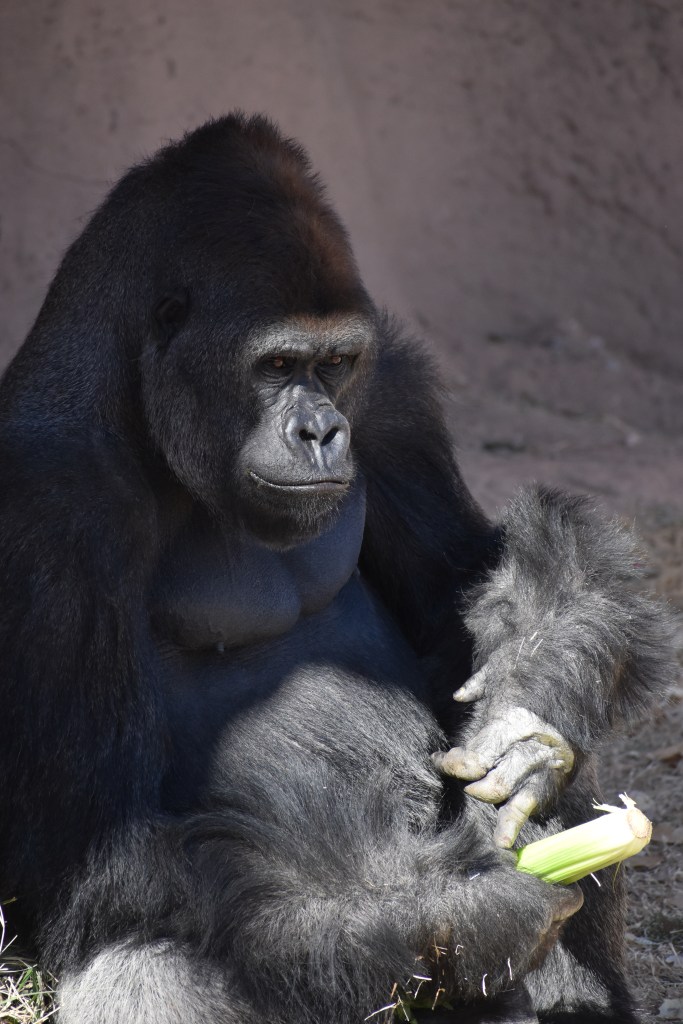 Mother gorilla eating some celery