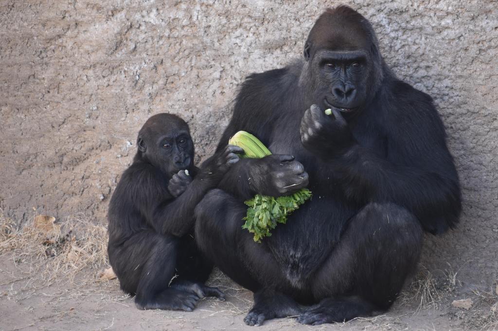 Mother gorilla and her 2-year-old child eating celery