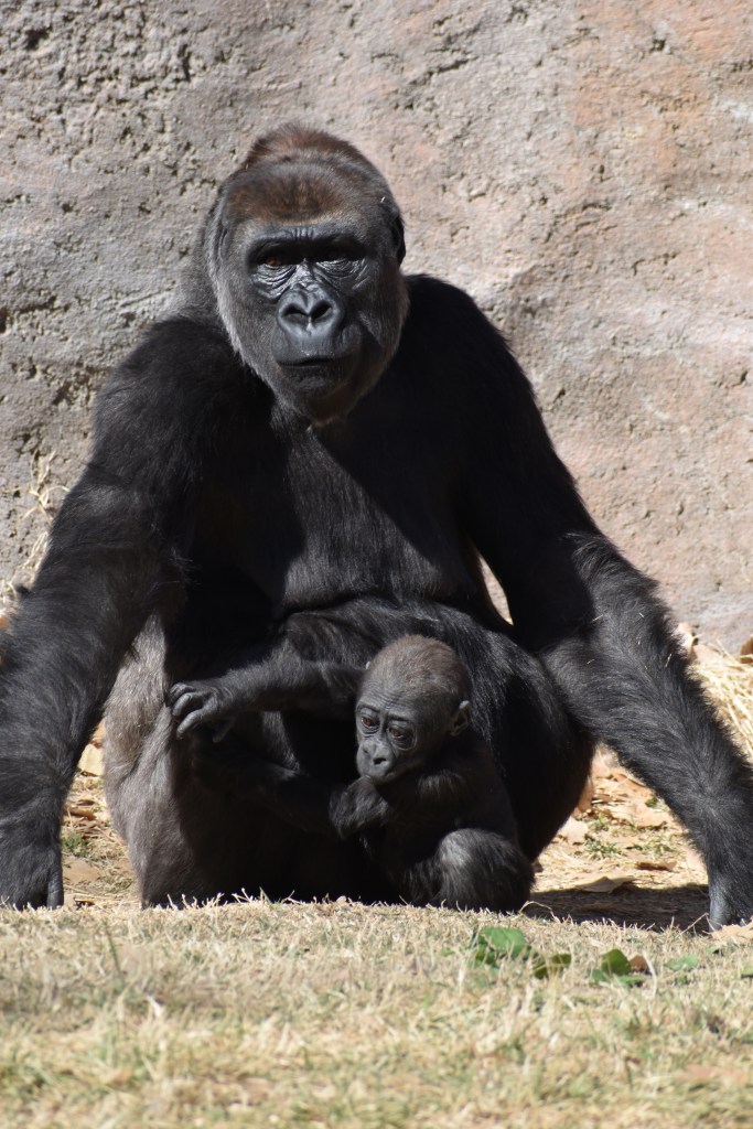 Mother gorilla and her 7 month old baby