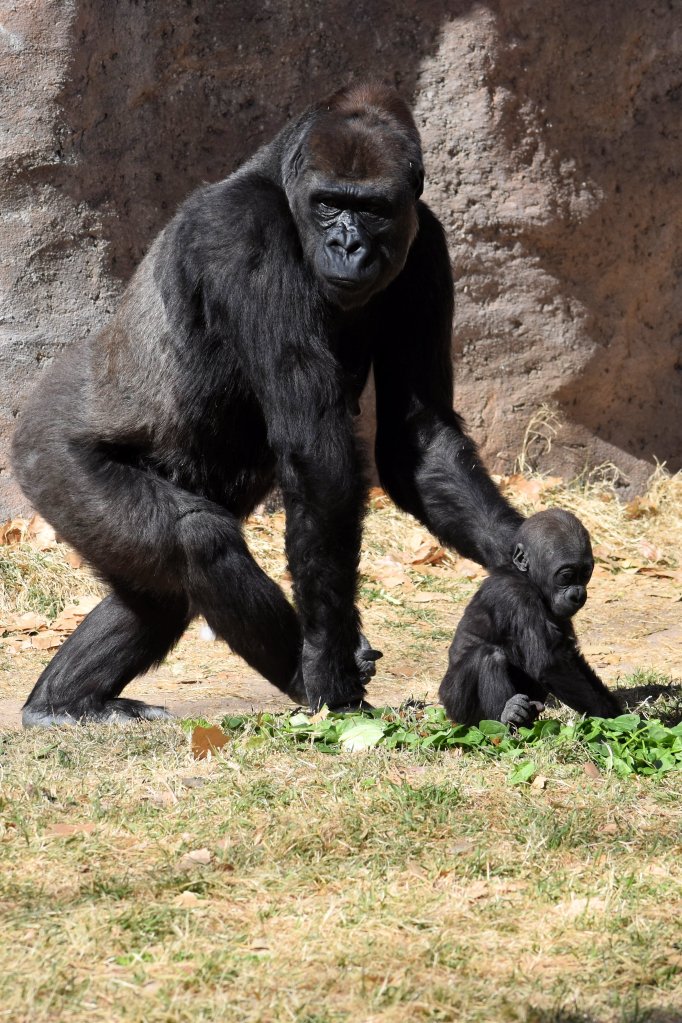 Mother gorilla and her 7 month old baby