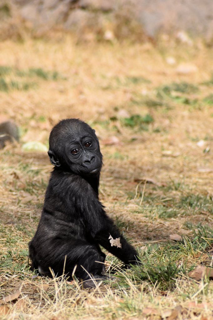 baby gorilla staring at the camera