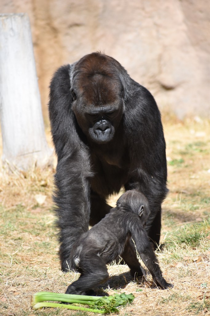 Mother gorilla moving towards her baby