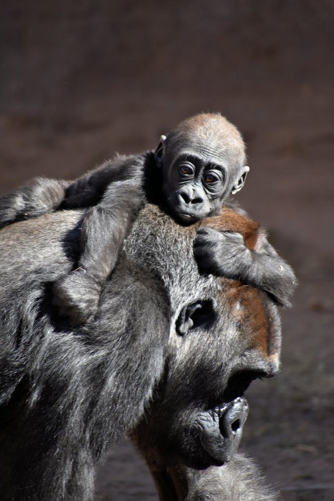 A baby gorilla riding on the back of her mother at the Albuquerque Zoo. The mother is named Nia Lewa and the baby is named Gila.