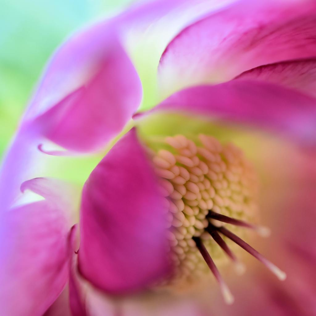 Close up photo of a pink hellebore flower with a yellow center