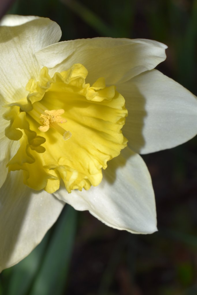 Close-up photograph of a two-tone yellow daffodil