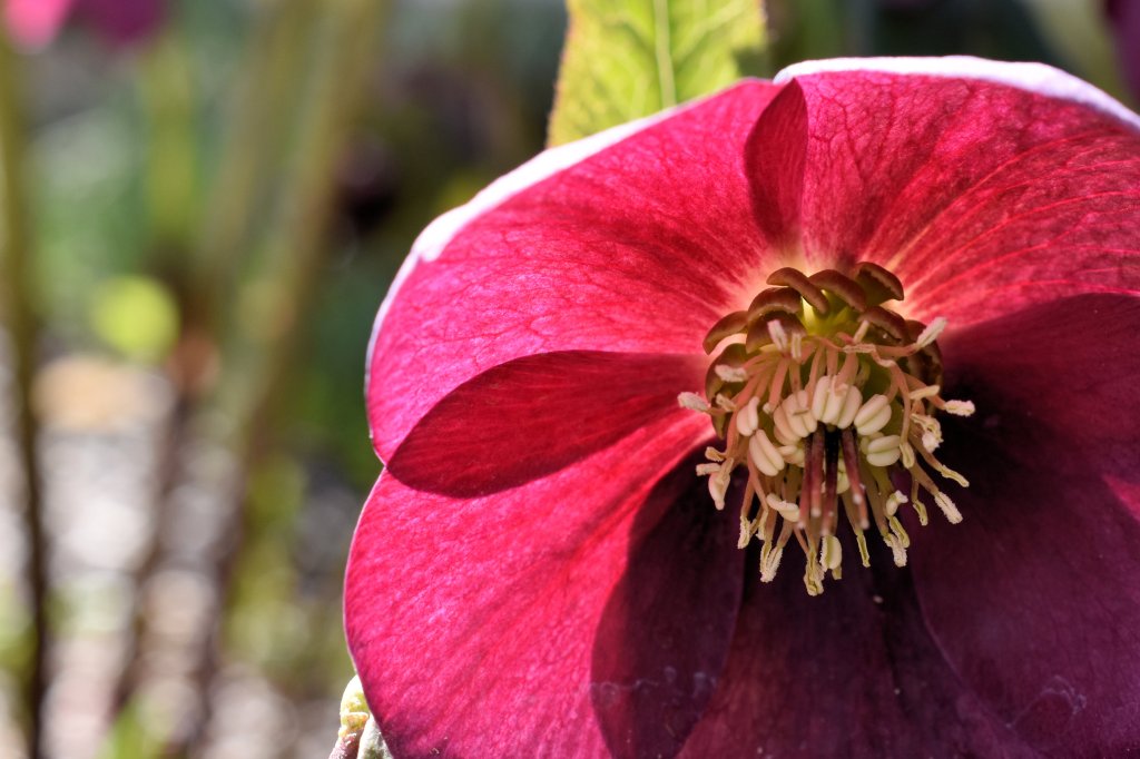 Close up photo of a red hellebore flower