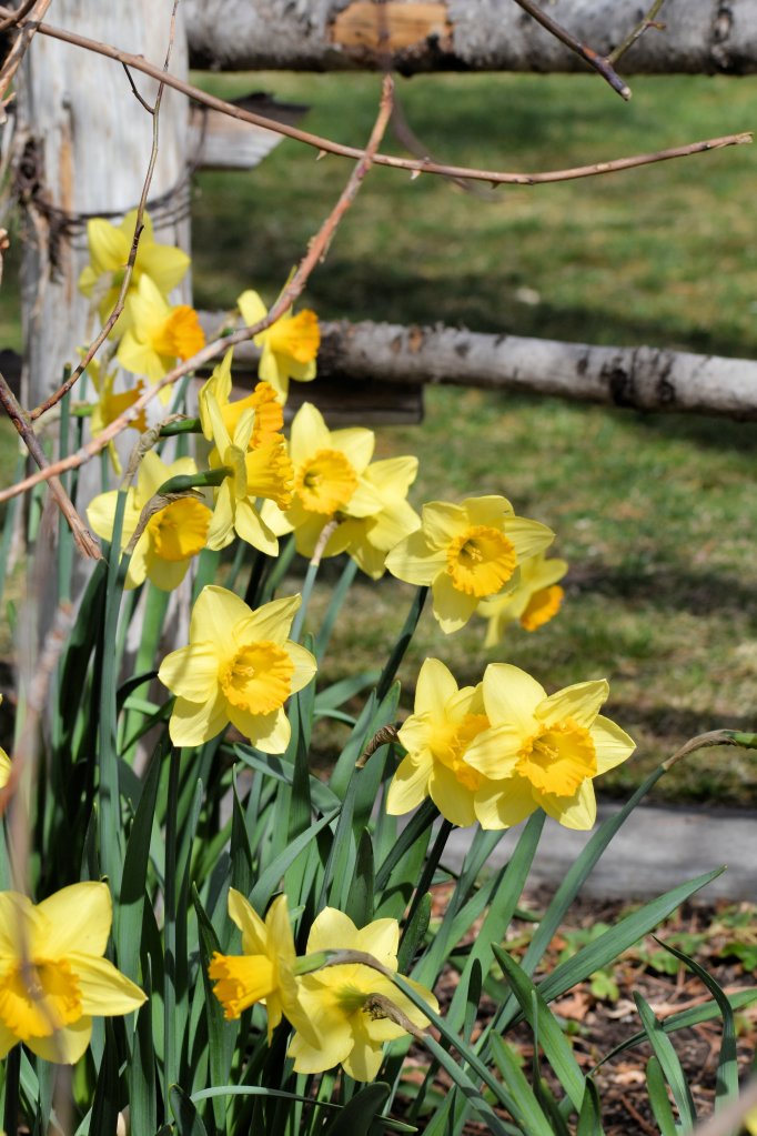 Daffodils