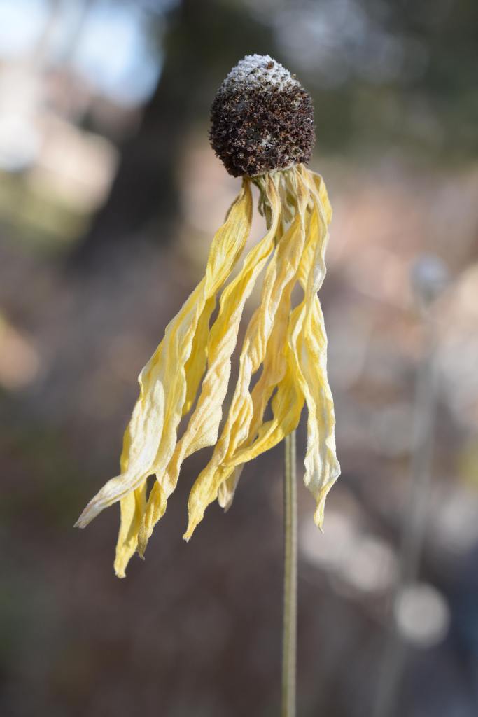 winter photograph of a dry and faded yellow coneflower