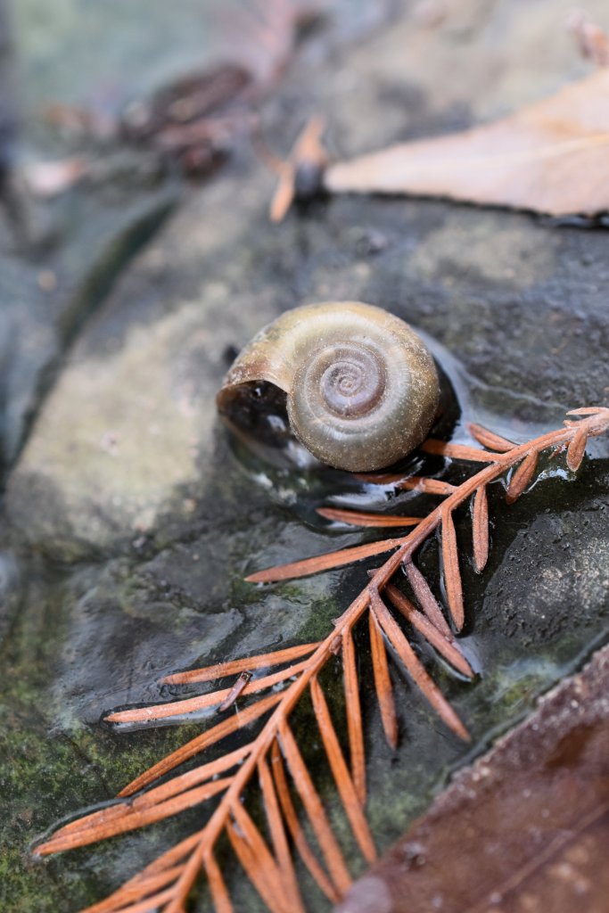 a snail shell and a brown spruce branch frozen on top of a pond