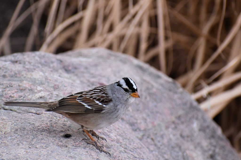 a sparrow