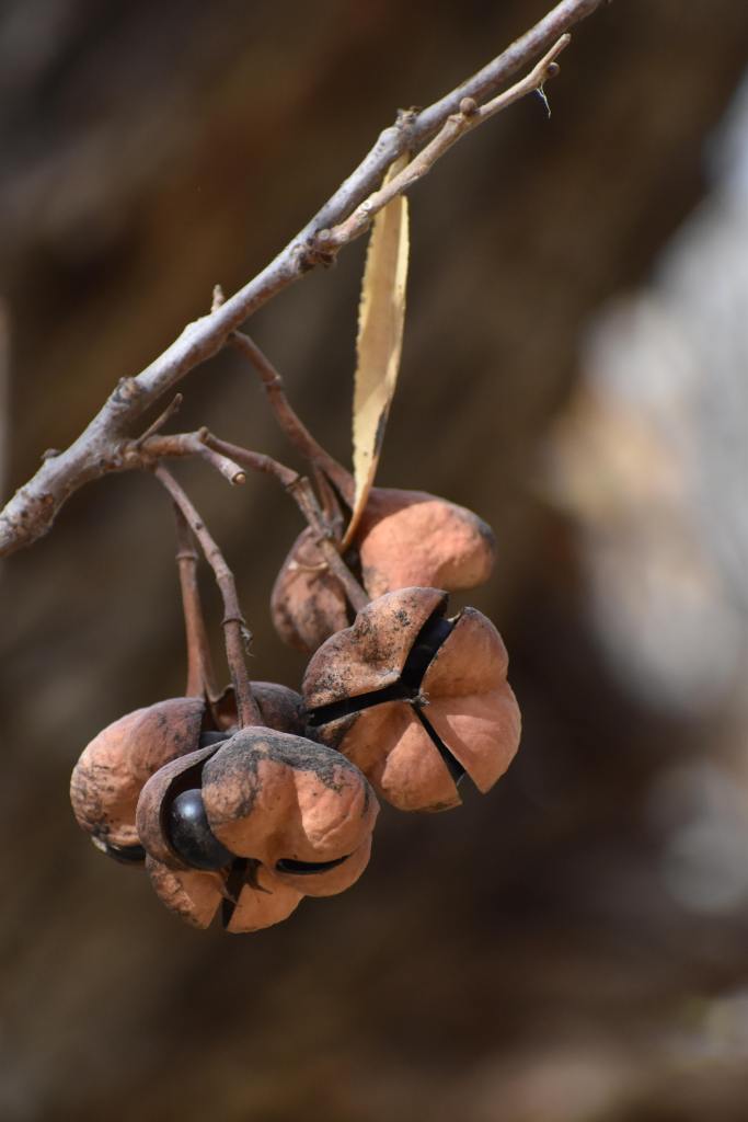 winter seed pods