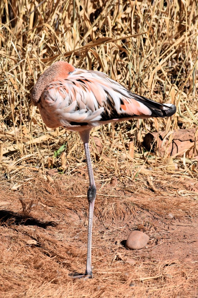 Young flamingo with a mix of grey and pink feathers