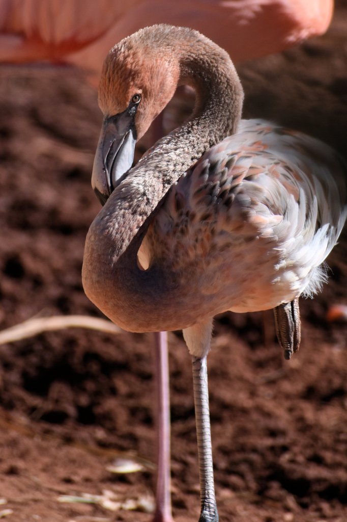 Young flamingo with a mix of grey and pink feathers