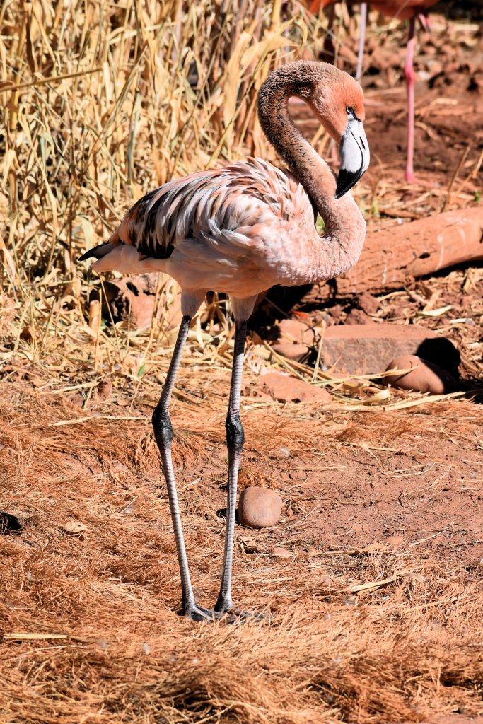 Young flamingo with a mix of grey and pink feathers