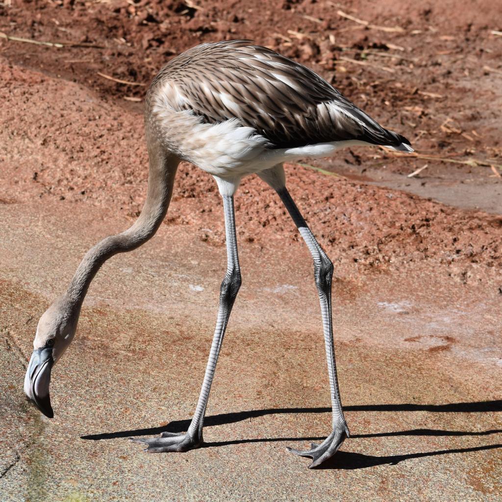 Young flamingo with grey feathers